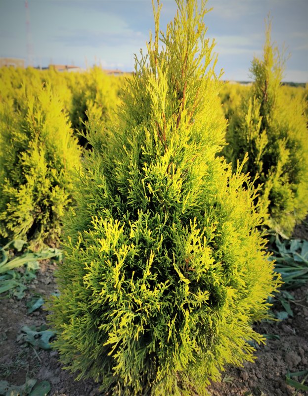 Туя Западная pyramidalis compacta