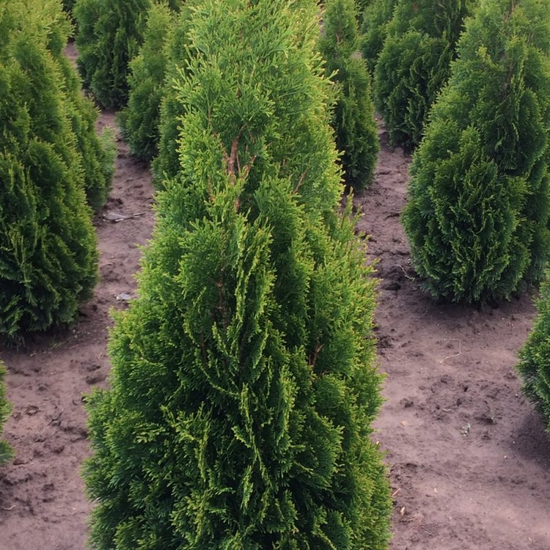 Туя Западная (Thuja occidentalis Smaragd