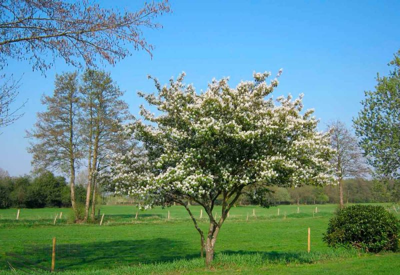 Ирга Ламарка