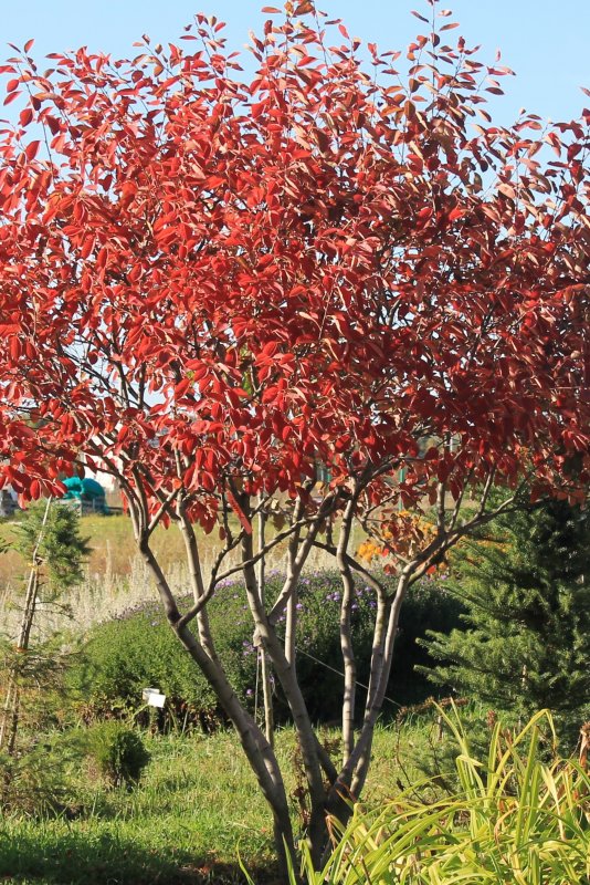 Ирга Ламарка (Amelanchier lamarckii)