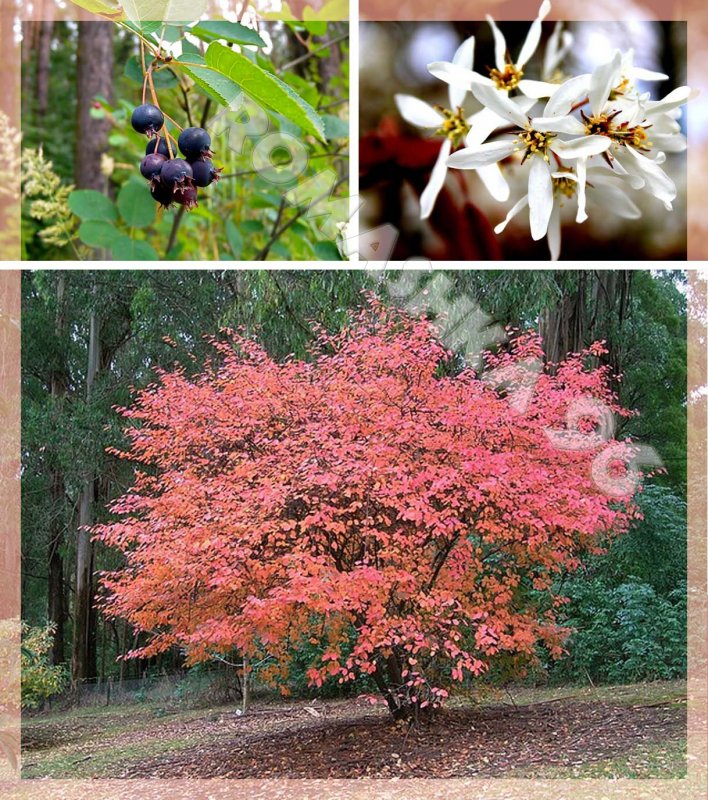 Amelanchier lamarckii ирга канадская