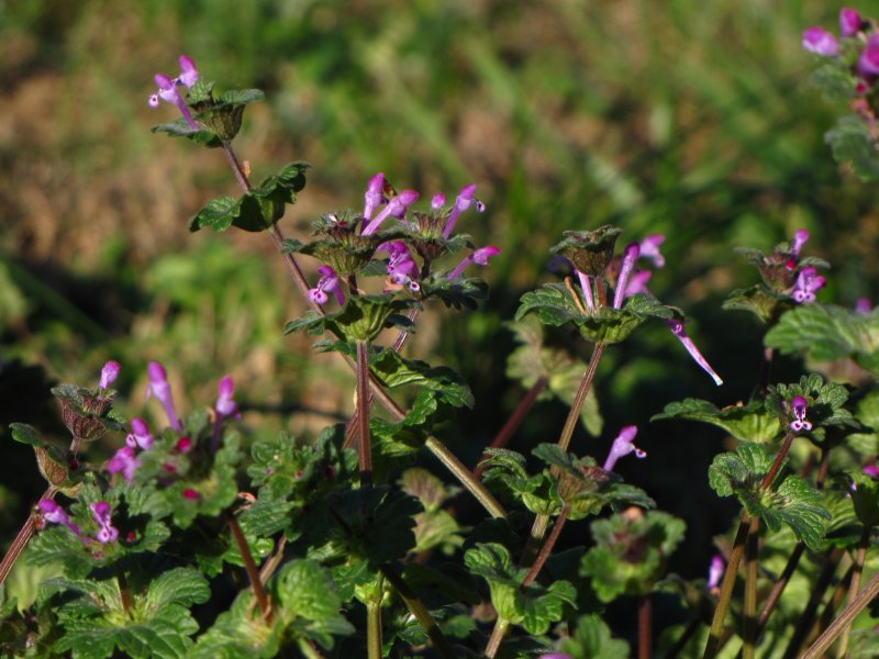 Purple Deadnettle
