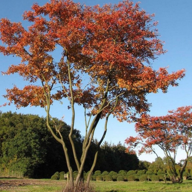 Ирга канадская "Ламарка" (Amelanchier lamarckii)
