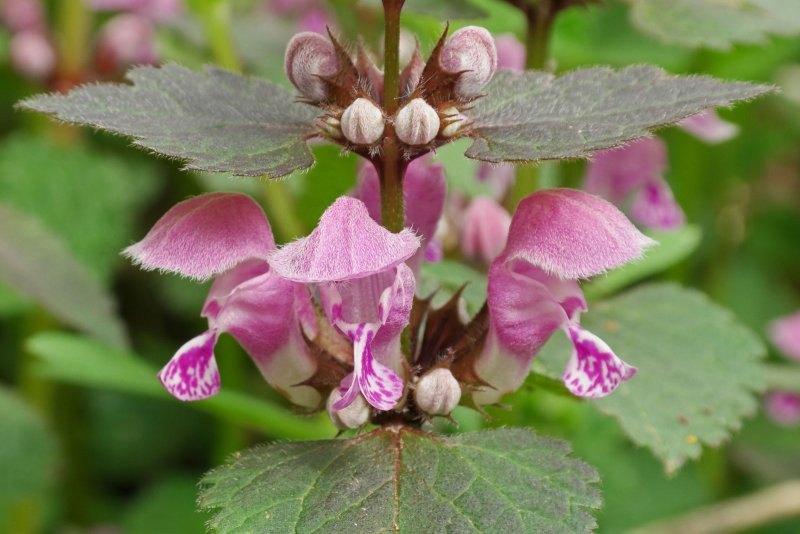 Яснотка пятнистая (Lamium maculatum)