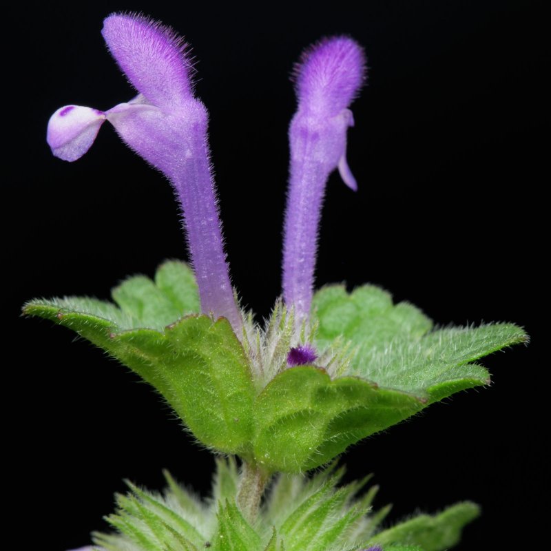 Яснотка стеблеобъемлющая Lamium