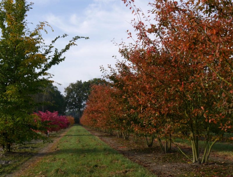Ирга древовидная Робин Хилл (Amelanchier Arborea Robin Hill)