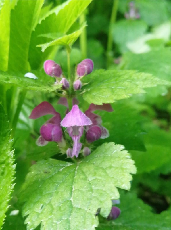 Lamium maculatum