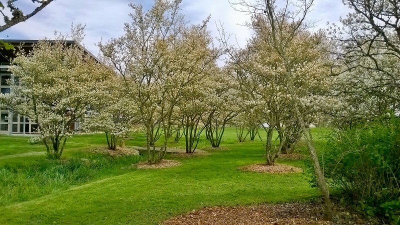 Amelanchier canadensis Rainbow Pillar