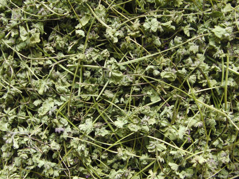 Яснотка стеблеобъемлющая Lamium