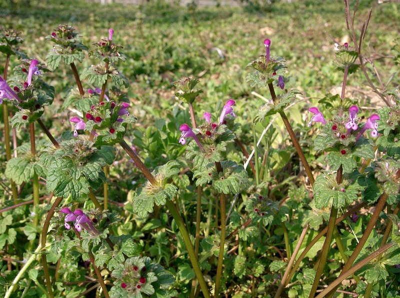 Яснотка пятнистая (Lamium maculatum)