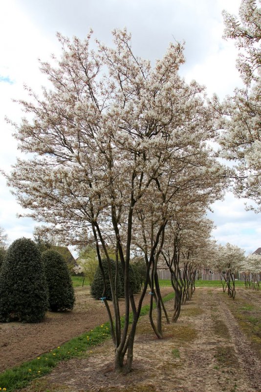 Ирга Ламарка (Amelanchier lamarckii)