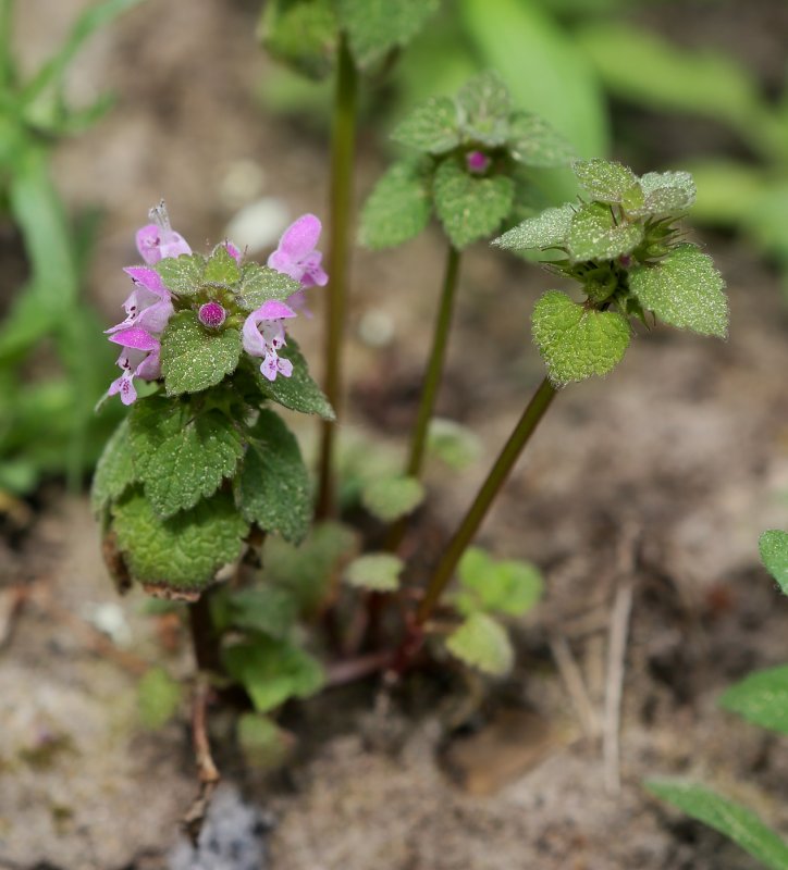 Яснотка пурпурная - Lamium purpureum