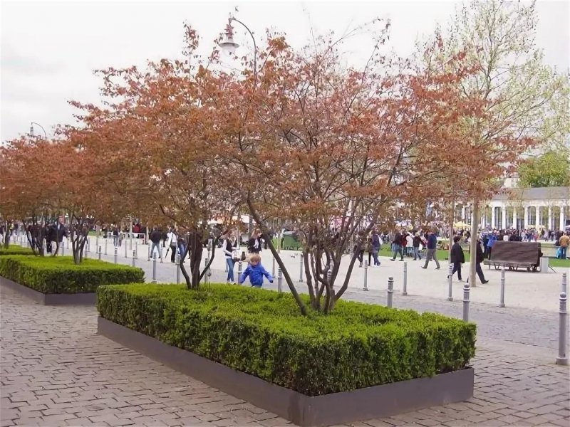 Ирга Ламарка многоствольная