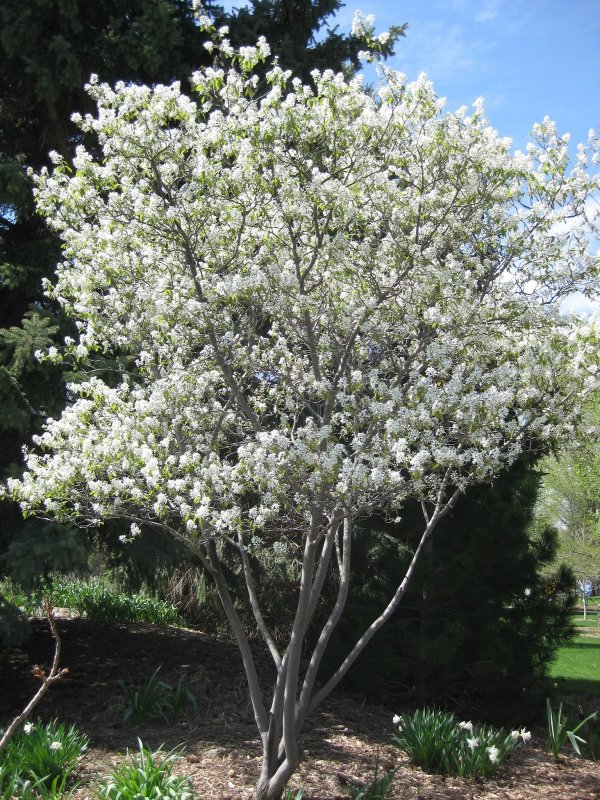 Ирга Ламарка (Amelanchier lamarckii)