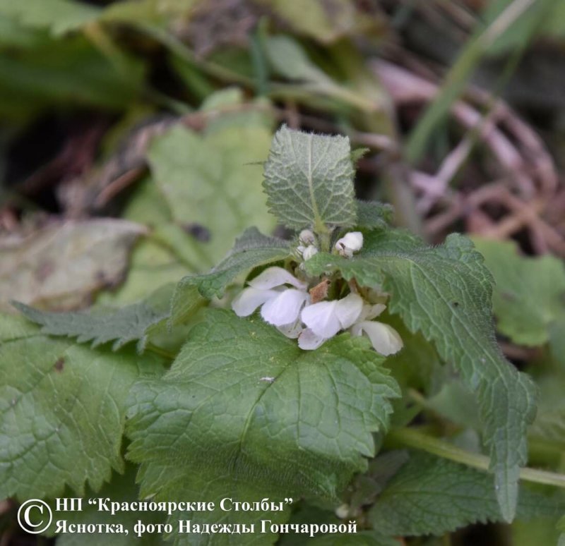 Lamium maculatum