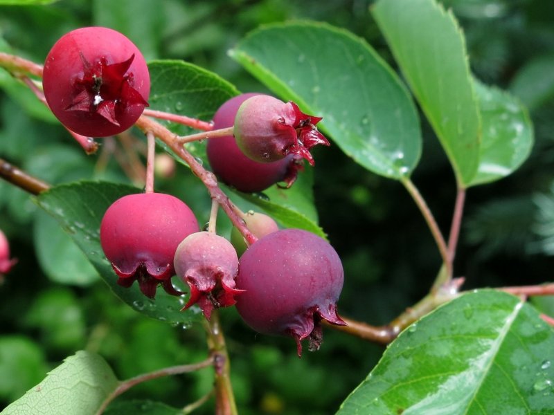 Ирга Ламарка (Amelanchier lamarckii)