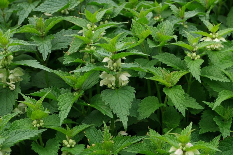 Яснотка пурпурная - Lamium purpureum