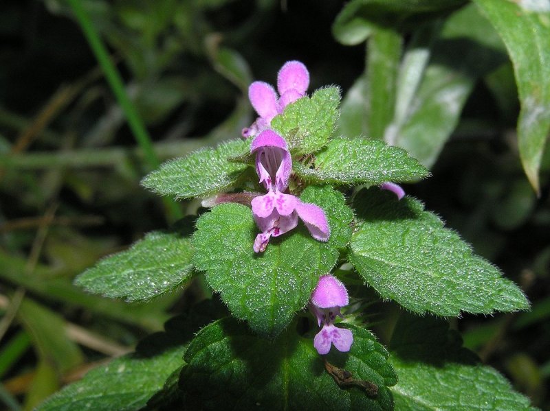 Яснотка стеблеобъемлющая Lamium