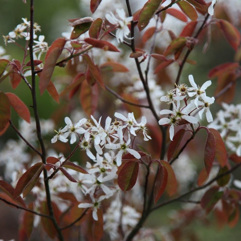 Ирга канадская (Amelanchier canadensis)
