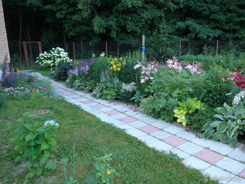 Клумба с розами и хостой