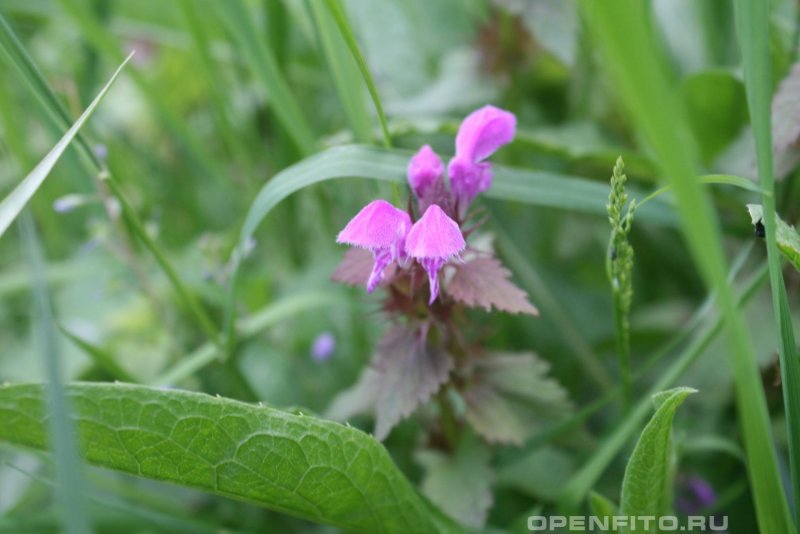 Amplexicaule botany