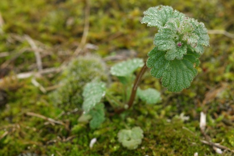 Яснотка стеблеобъемлющая Lamium