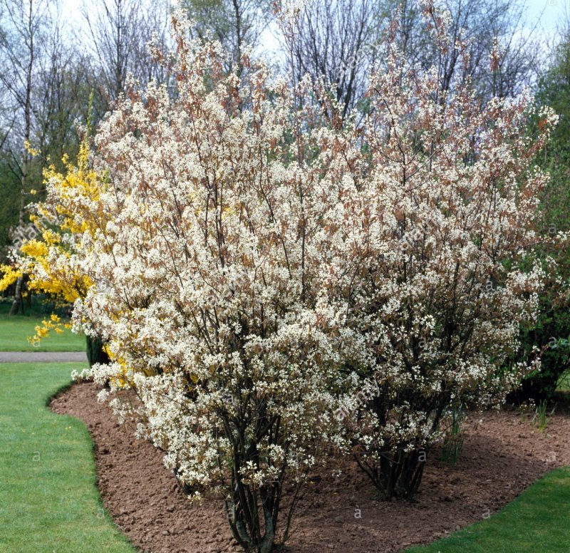 Ирга (Amelanchier)