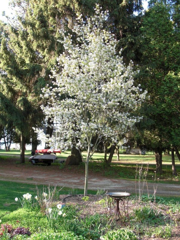 Ирга Ламарка lamarckii
