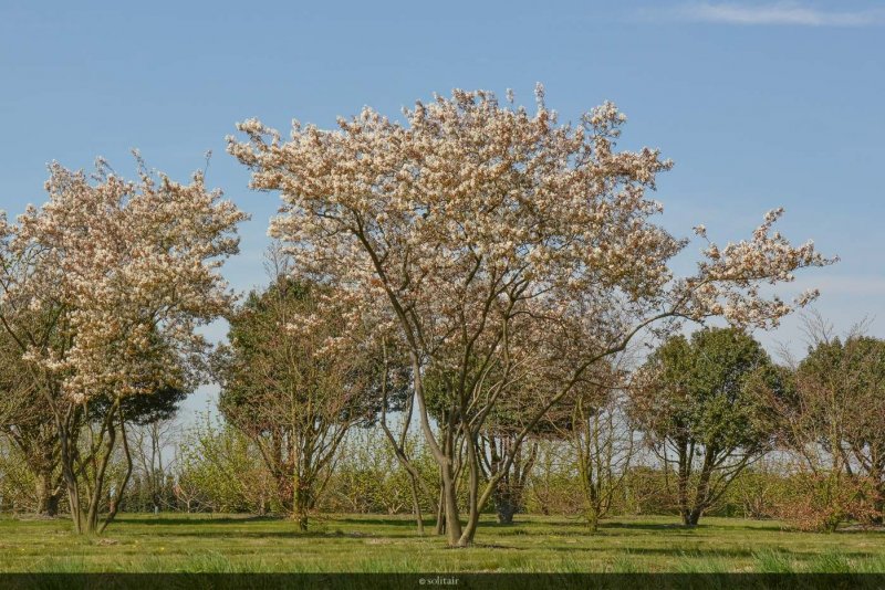 Ирга Ламарка амеланхиер