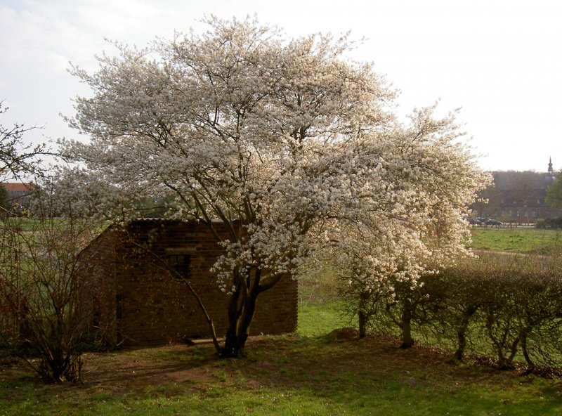 Ирга Ламарка