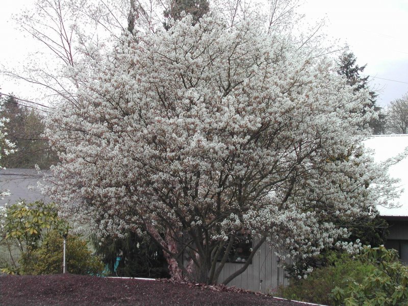 Ирга (Amelanchier)