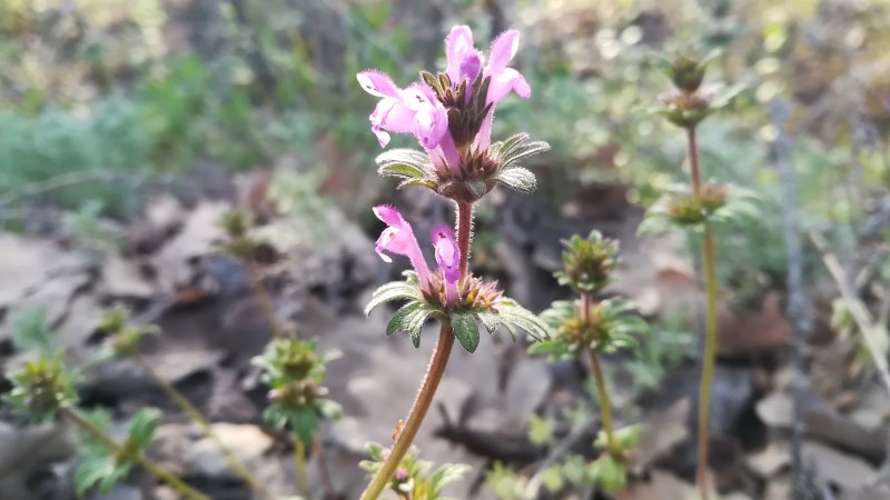 Lamium amplexicaule