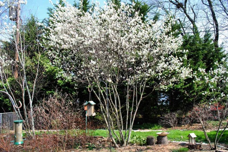 Ирга канадская (Amelanchier canadensis)