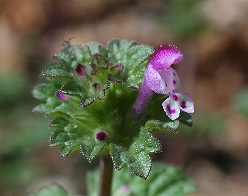 Яснотка стеблеобъемлющая Lamium amplexicaule