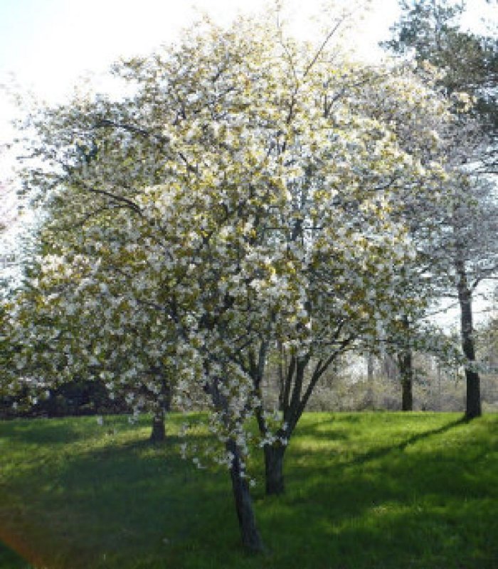 Ирга Ламарка lamarckii