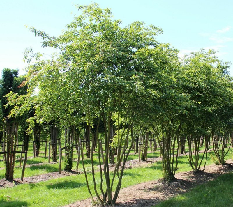 Ирга канадская (Amelanchier canadensis)