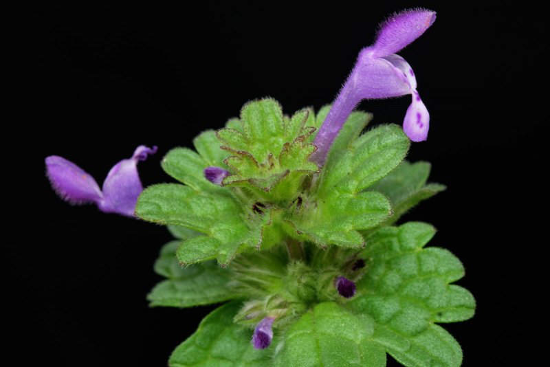Lamium album