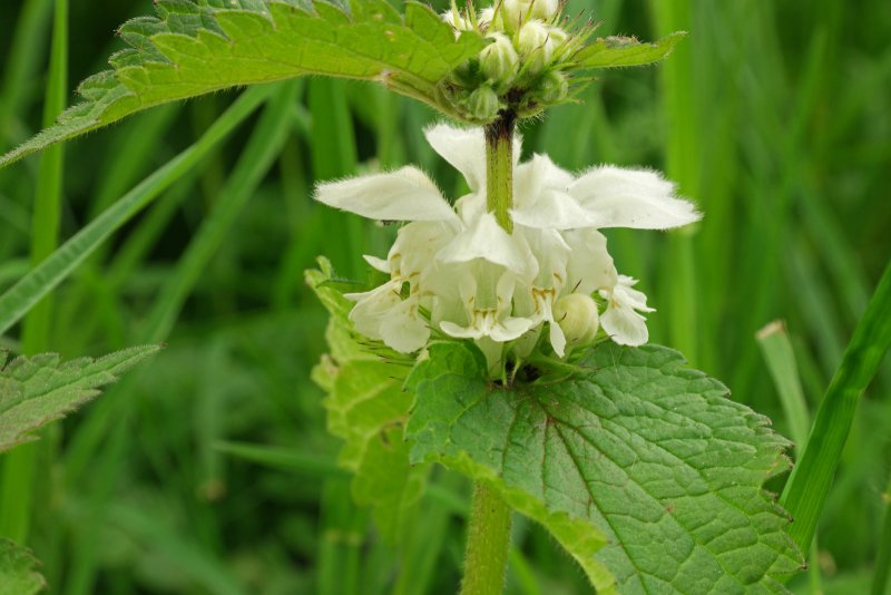 Lamium amplexicaule l.