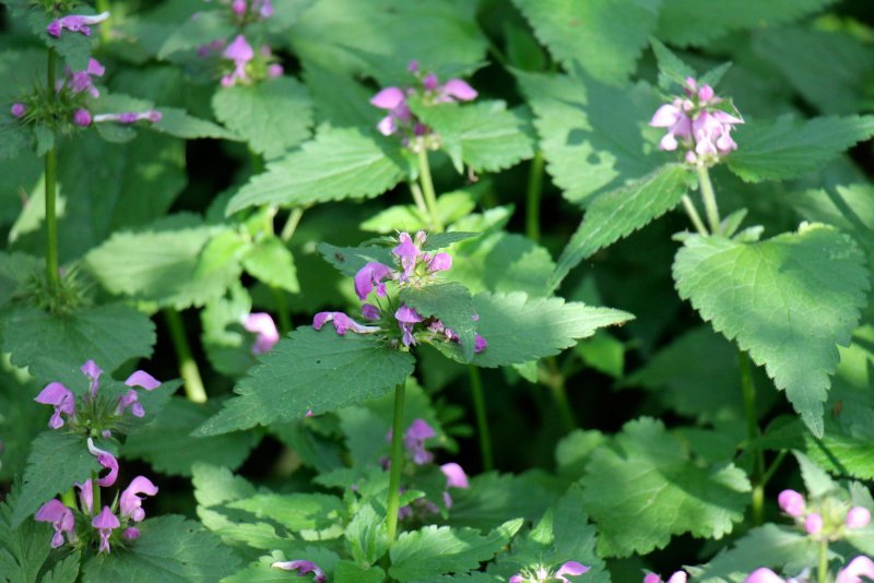 Яснотка стеблеобъемлющая Lamium