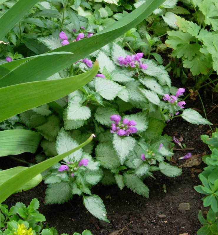 Lamium amplexicaule