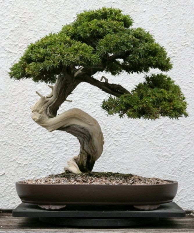 Yoshino бонсай