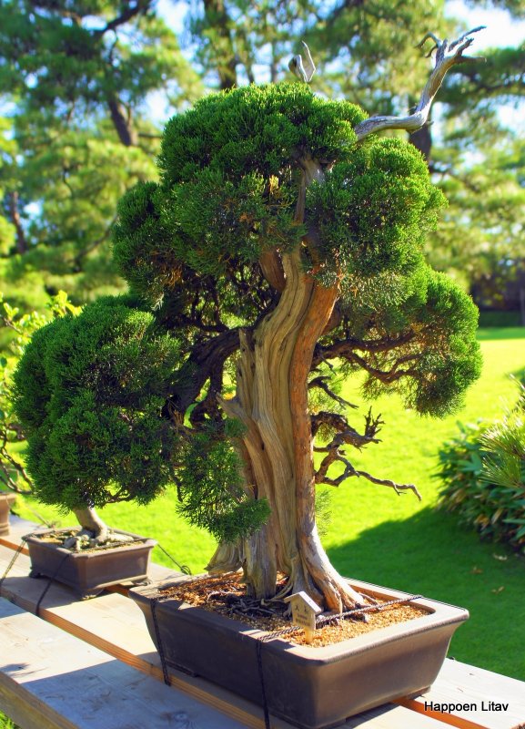 Bonsai дерево