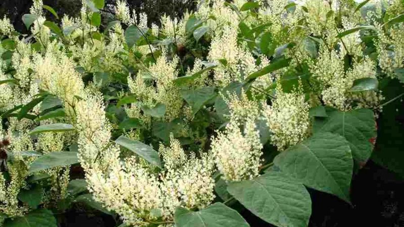 Reynoutria sachalinensis