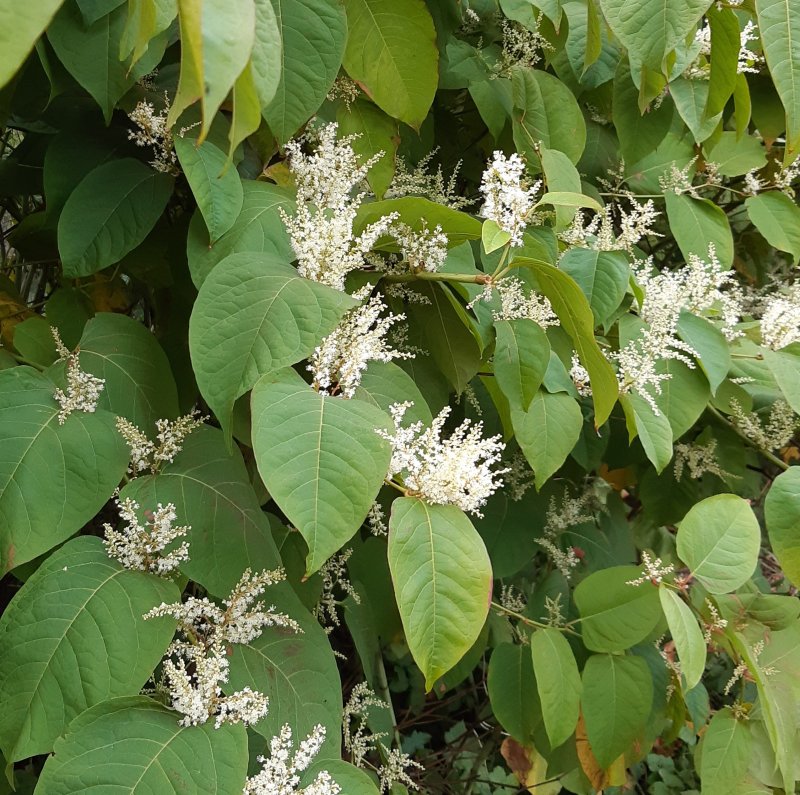 Сахалинский Горец (Polygonum sachalinense)
