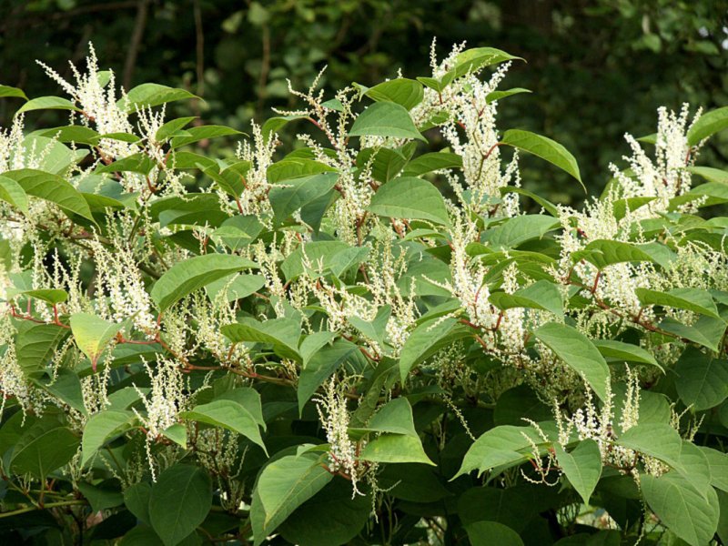 Горец, гречишка (Polygonum)