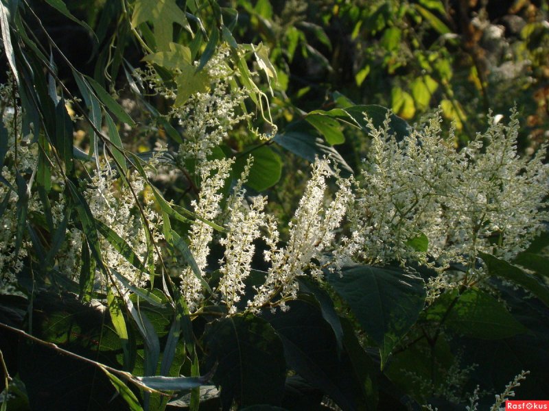 Горец японский (Рейнутрия)