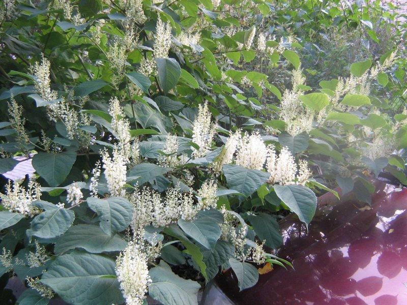 Рейнутрия Сахалинская - Reynoutria sachalinensis