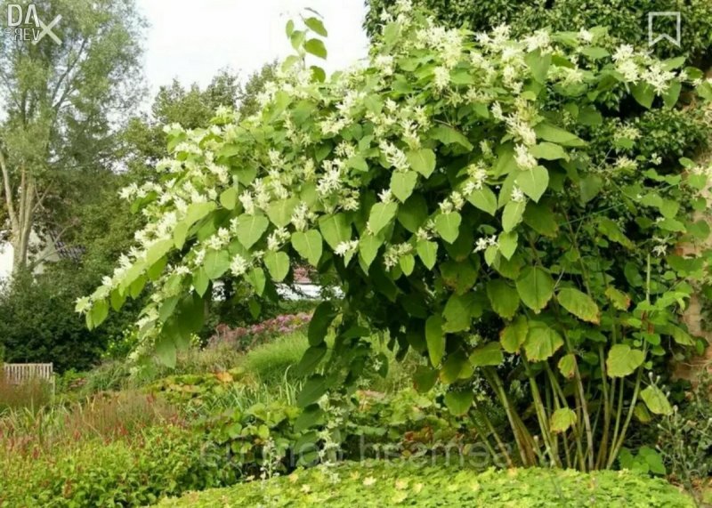 Рейнутрия Сахалинская - Reynoutria sachalinensis