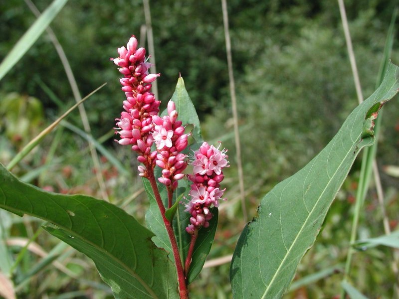 Fallopia sachalinensis