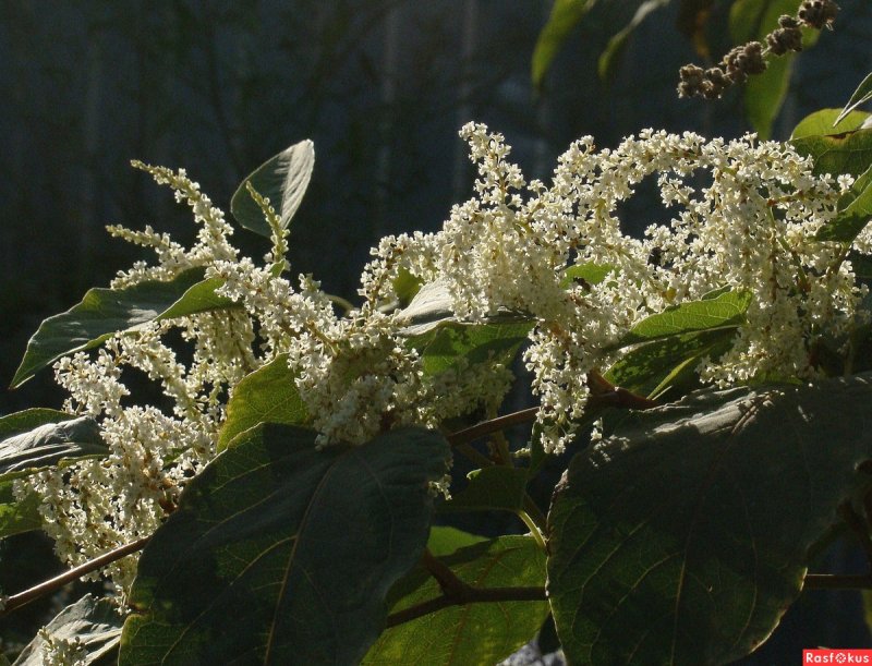 Рейнутрия Сахалинская - Reynoutria sachalinensis